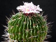 Thumbnail of 0712_Echinofossulocactus arrigens_20160426_02(1).JPG